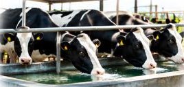 Agri Livestock Dairy